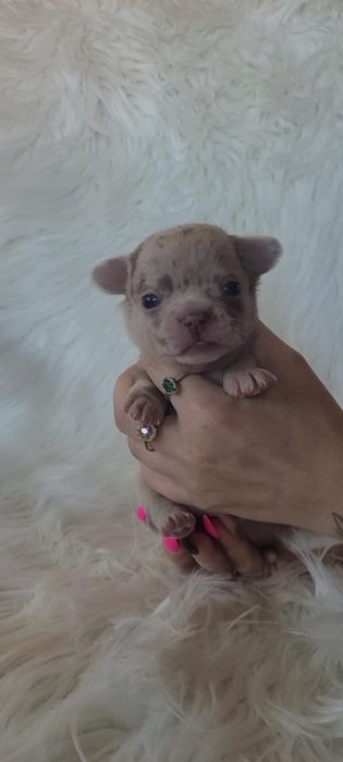 Chihuahua piesek merle