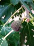 Figa Figowiec pospolity (Ficus carica L.) drzewo 5 lat w doniczce