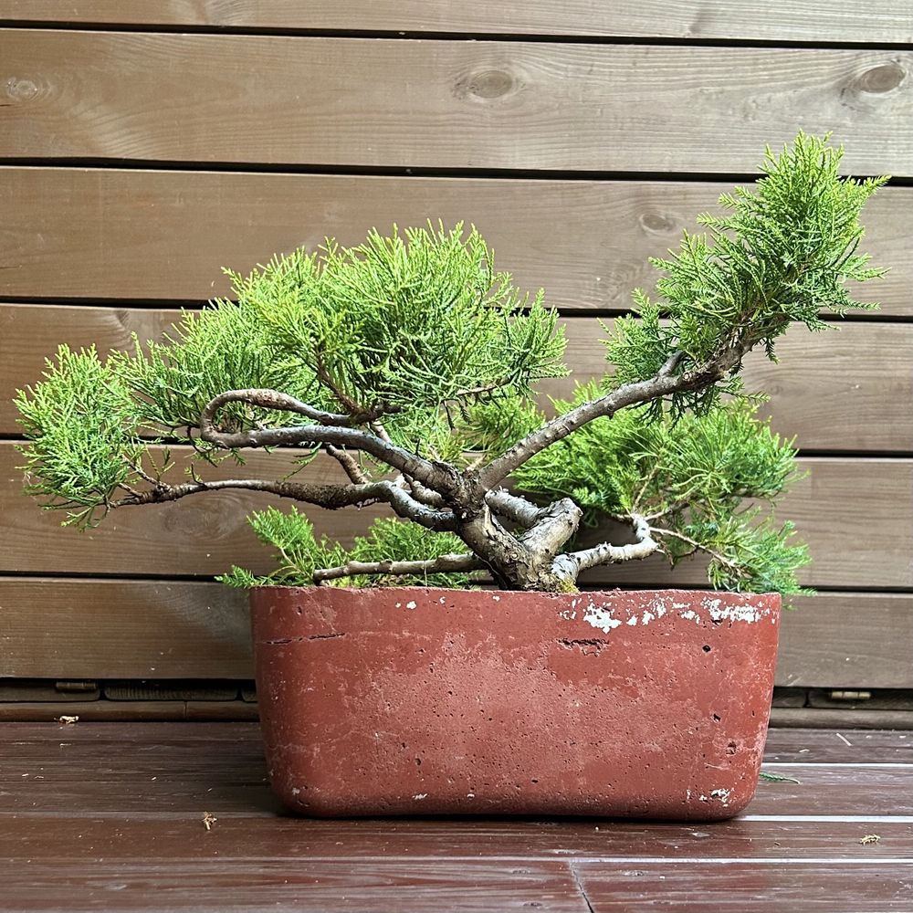 Jakowiec chinski bonsai w recznie wykonanej betonowej donicy