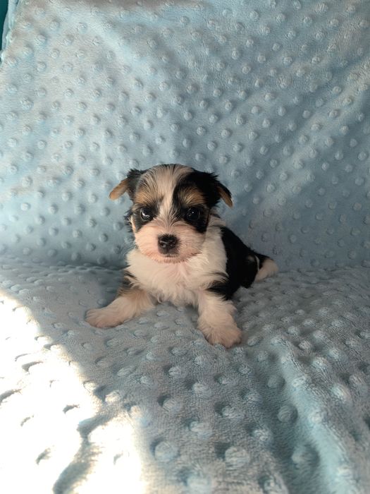 Samiec yorkshire terrier biewer