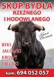 SKUP BYDŁA rzeznego oraz hodowlanego