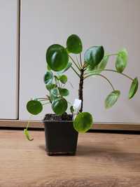 Pilea peperomiowata/ pieniążek