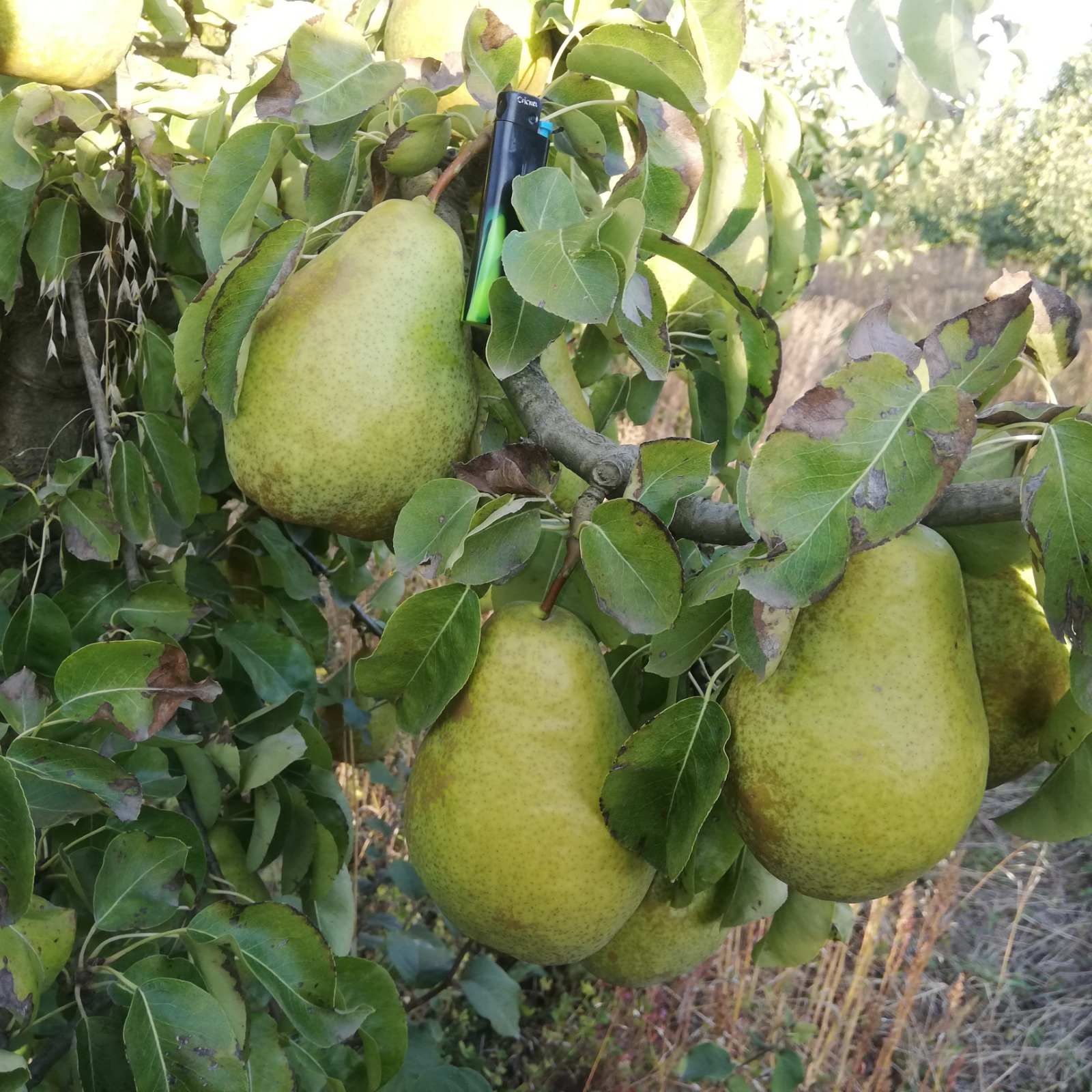 Продам грушу ноябрську 1,5т яблука(Голден,декоста,флоріна,топаз)4тони