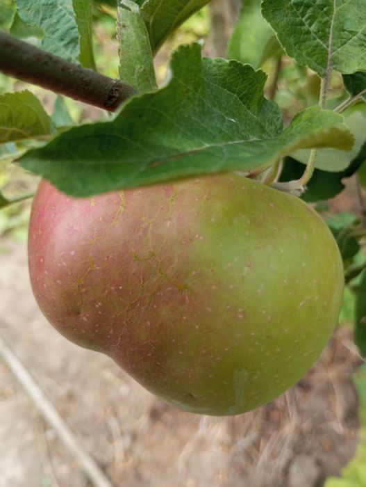 Черенки для прививки