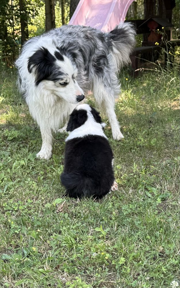 Border Collie - Leśna Polana