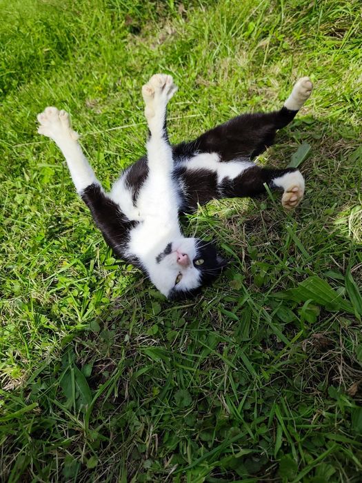 Kot szuka DOMU, Edzio kot w potrzebie szuka domu