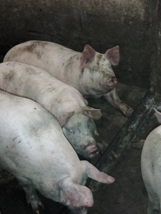 Продам свиней живою вагою