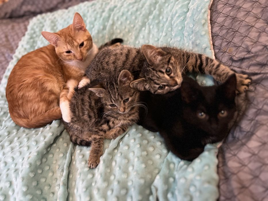 Malutkie kotki szukają domków