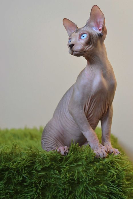 Канадський  сфінкс , самець .