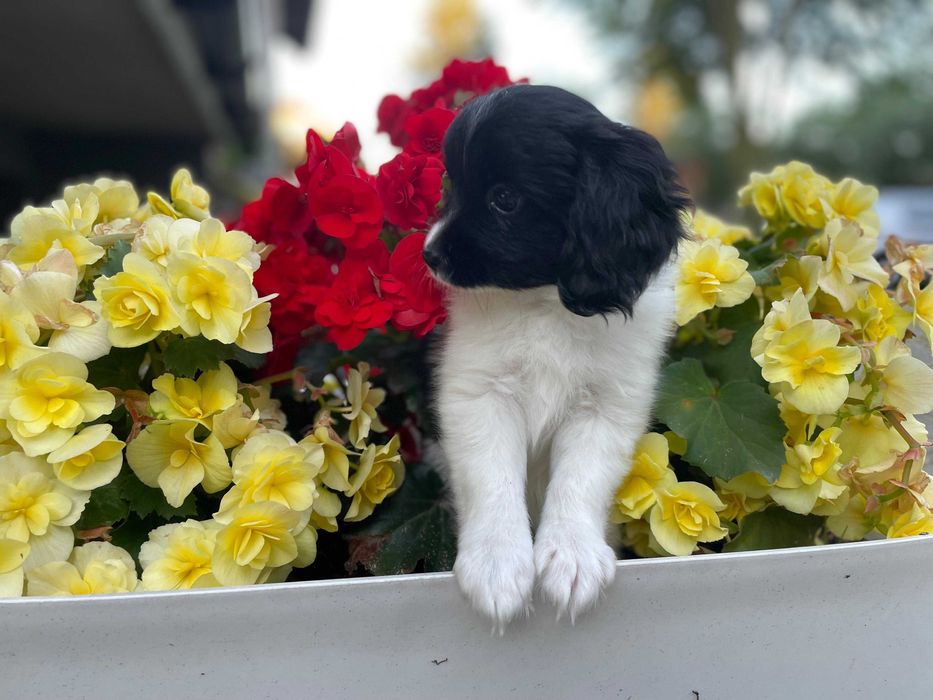 Spaniel kontynentalny miniaturowy, phalene (papillon), ZKwP, FCI, pies
