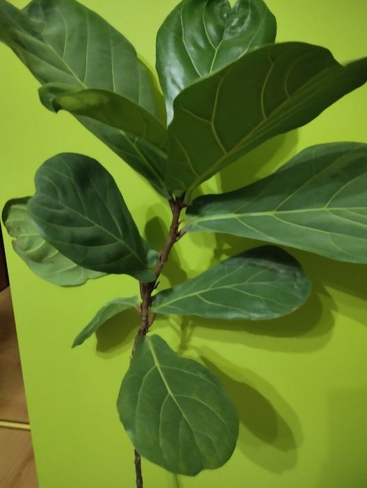 Фикус Лировидный