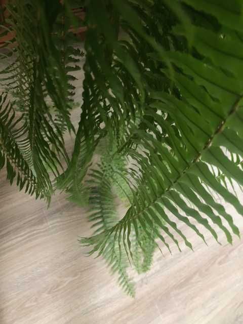 NEPHROLEPIS EXALTATA | Nefrolepis Wyniosły | paproć gigant