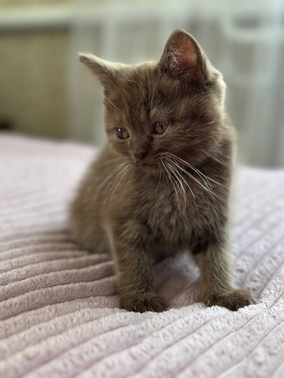 Кошеня шотландка