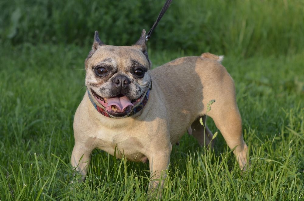 Французька леді.