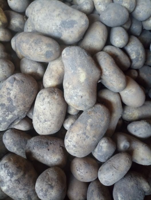 Ziemniaki catania owacja