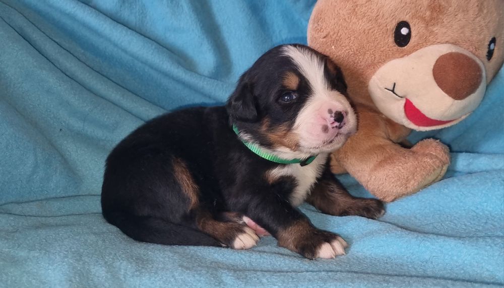 Bouvier Bernois com LOP e Afixo