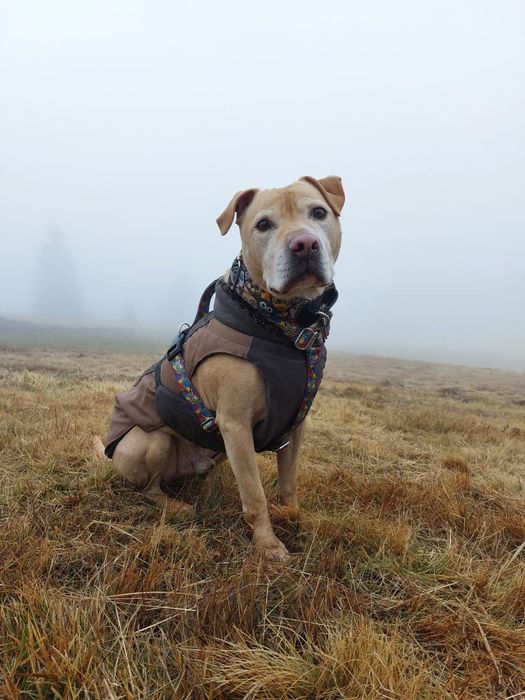 Teodor- łagodny domowy pies szuka rodziny do pokochania