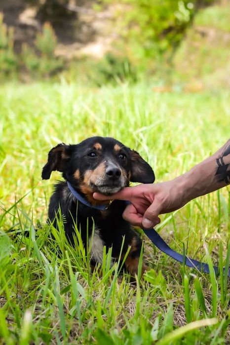 Serek czeka na adopcje