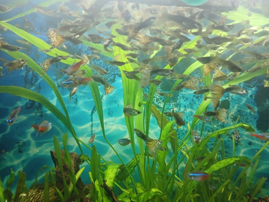 Продам рибок Гуппі