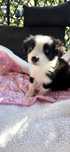 Suczka Border Collie czarno biala