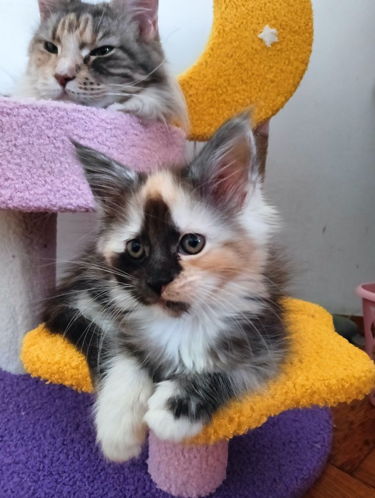 Maine coon przepiękna dymna szylkretka do hodowli FPL