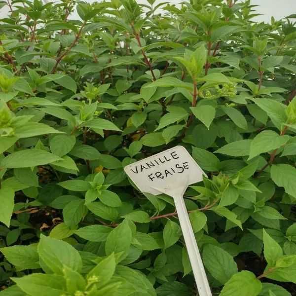 Hortensja Vanille Fraise sadzonka w doniczce P9