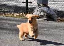 Szczeniak Golden Retriever Linia Amerkyianska