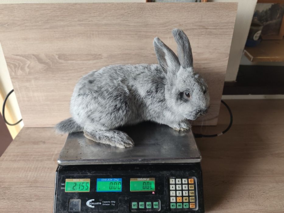 Królik wjs samiec