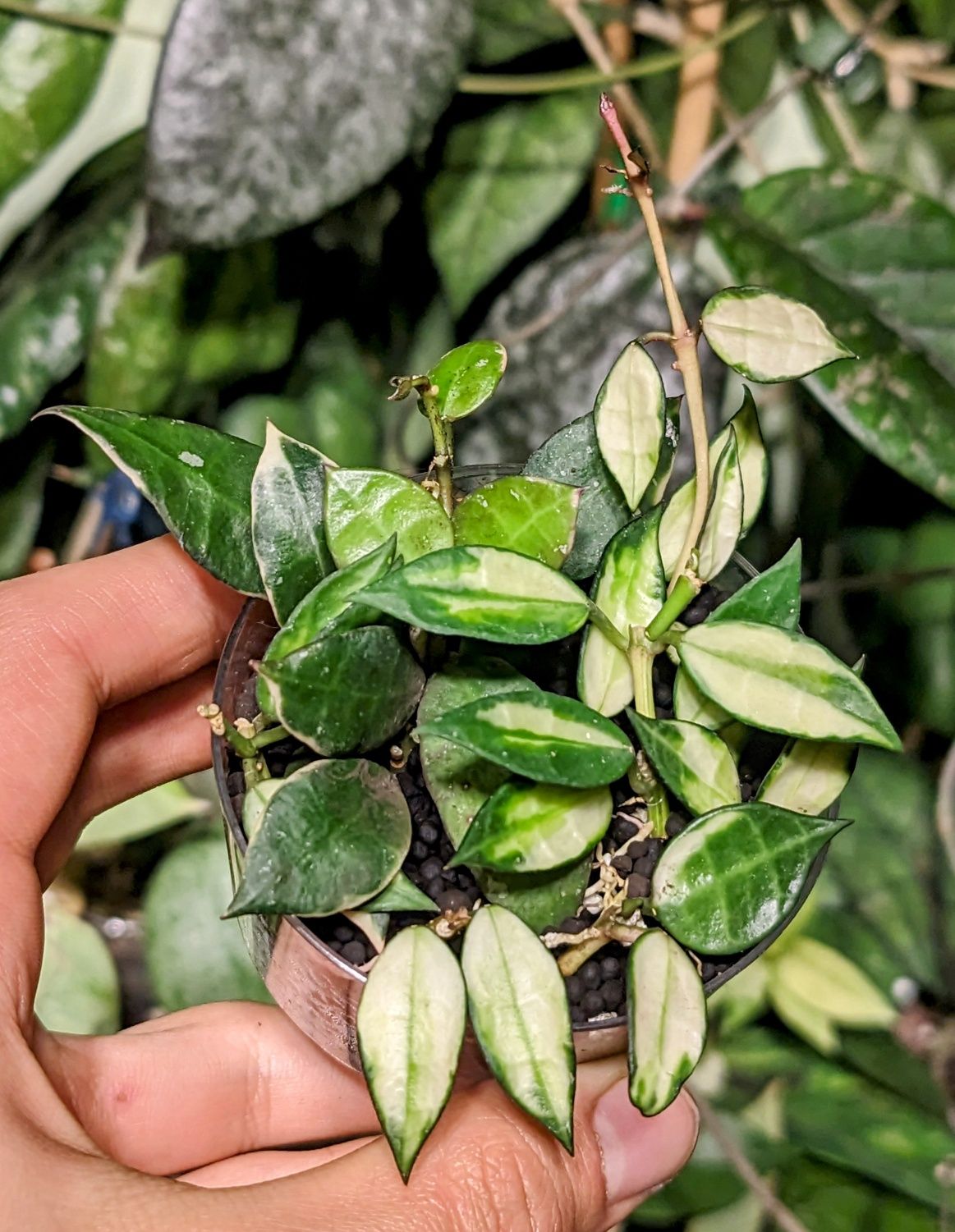Hoya Amicabilis S. Obscura Silver, Acuminata, Suet Jade, Pandurata in.