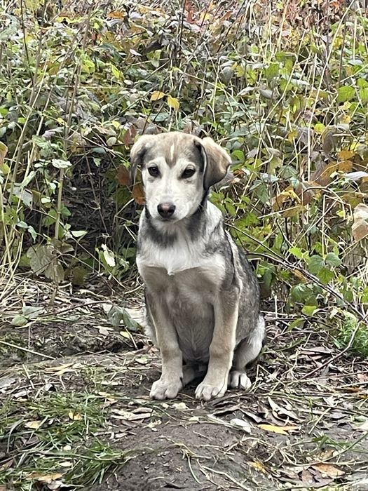 Щенята в добрі руки