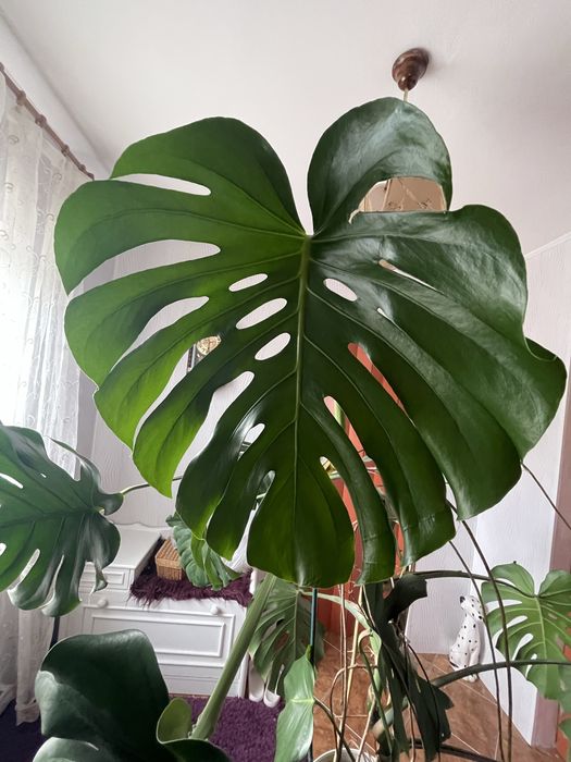 Piękna monstera
