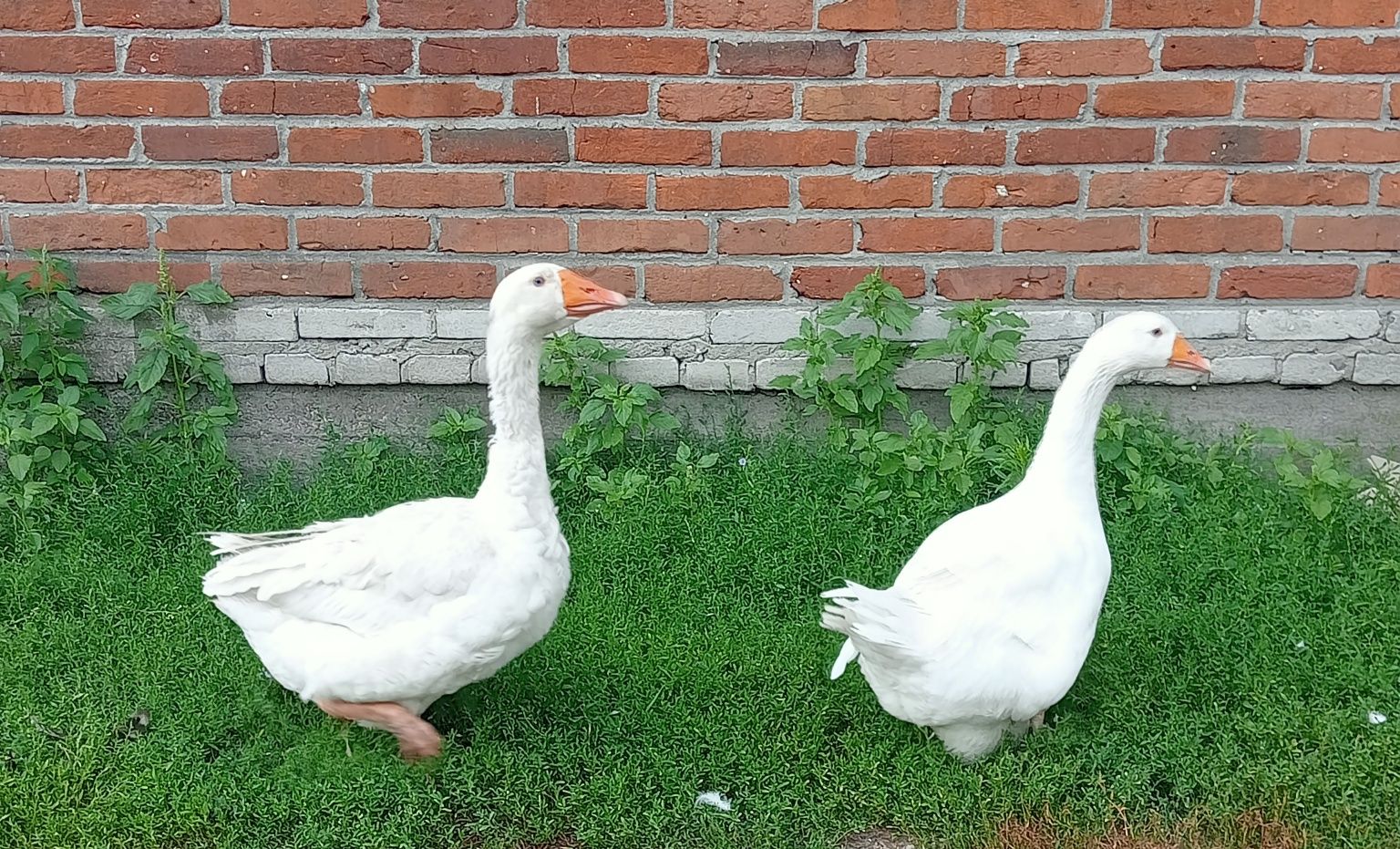 Gęś Gęsi Para Białe gąski
