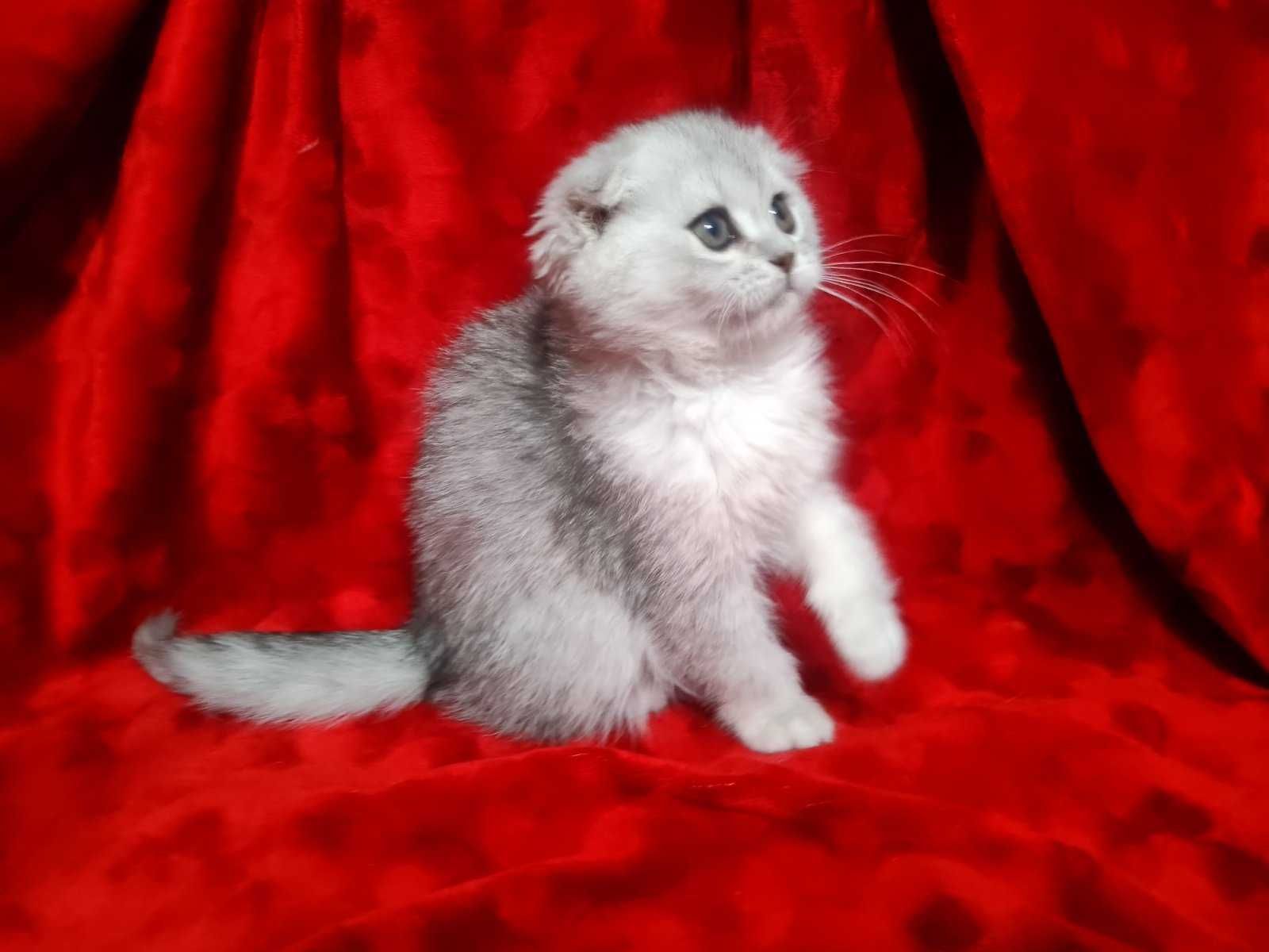 Шикарный малыш Шиншиллка" Scottish Fold"с паспортом