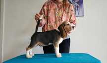 BEAGLE-cudny  szczeniak, ZKwP/FCI, starszy