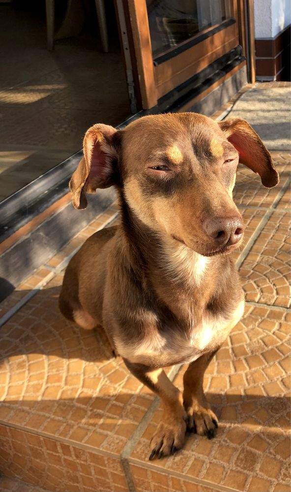 Tomasz  do adopcji