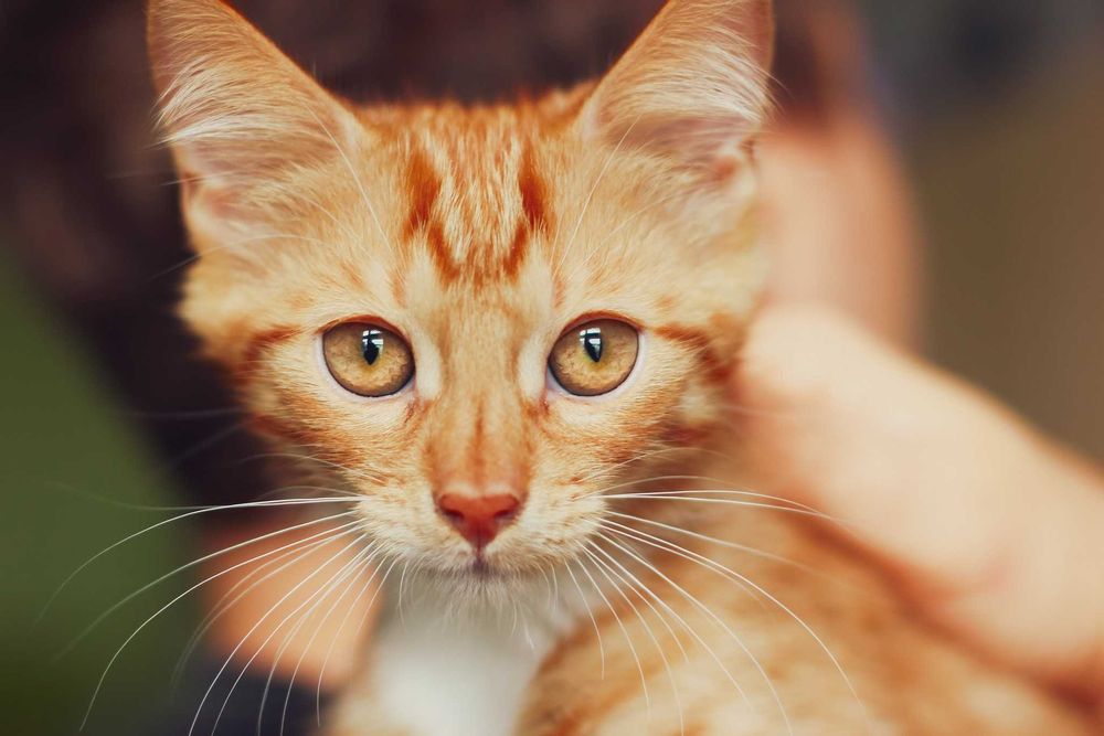 Grzech szuka domu! Fundacja "Stawiamy na Łapy"