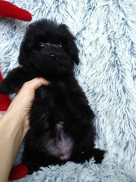 Чорная мальтипушная девочка с самыми доброжелательным характером. Киев