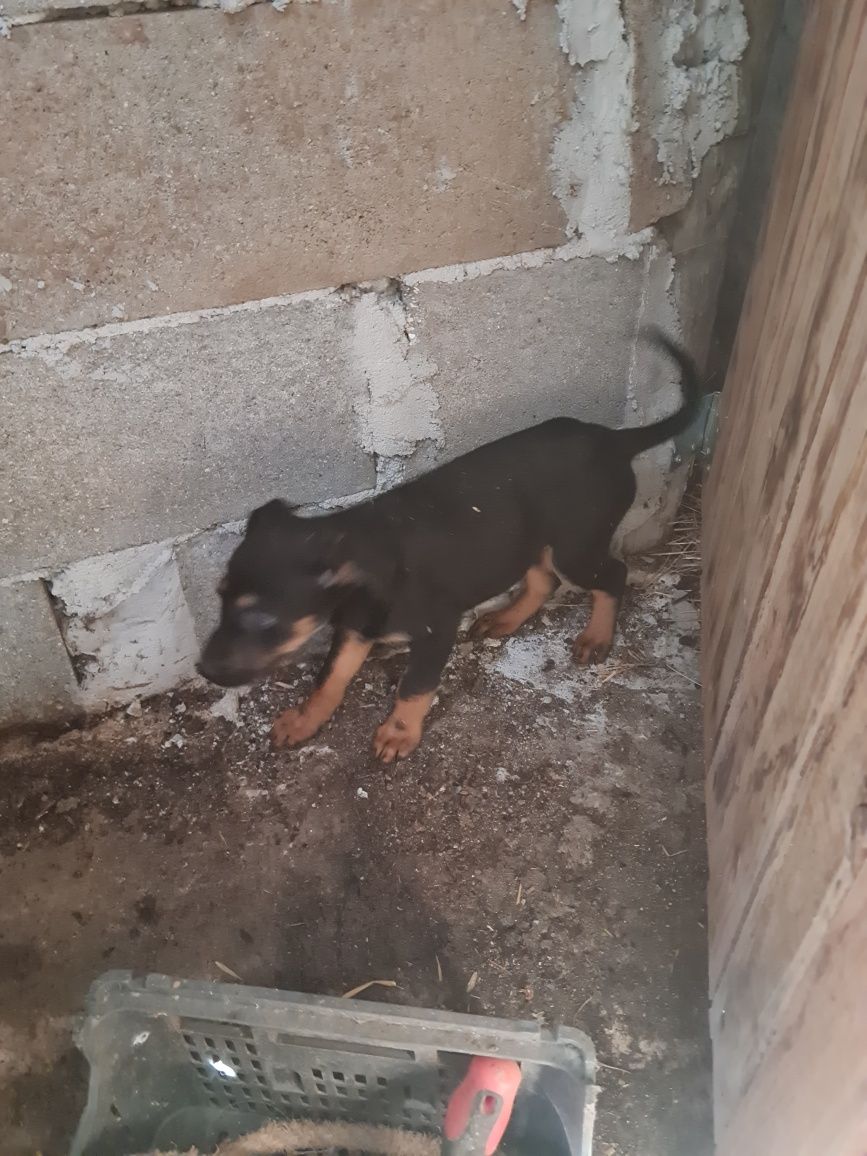 Cachorras para adoção
