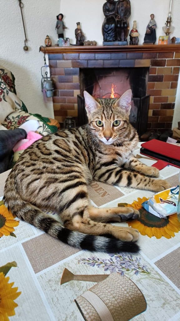 Gato bengal ou bengala