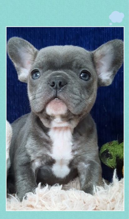 Голубой бутузик мальчик!