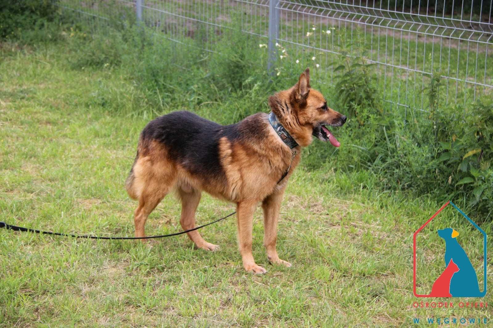 Piesek Kornel szuka domu