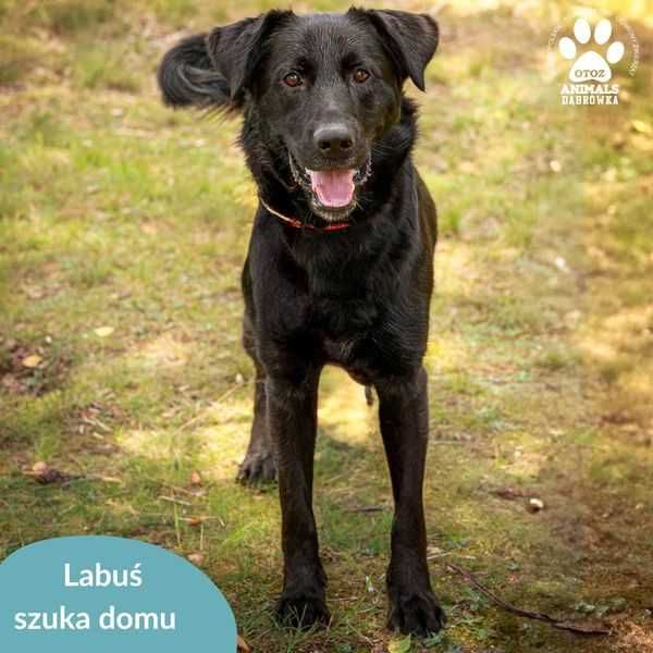 Labuś szuka domu