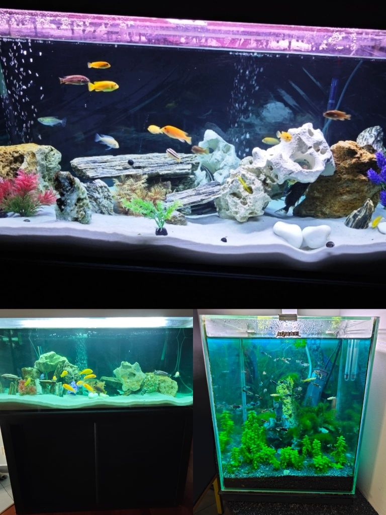 Akwarium 300 l  + akwarium kostka