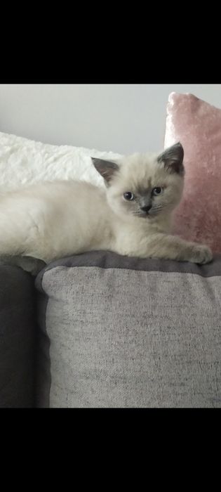 Piękny kotek brytyjski