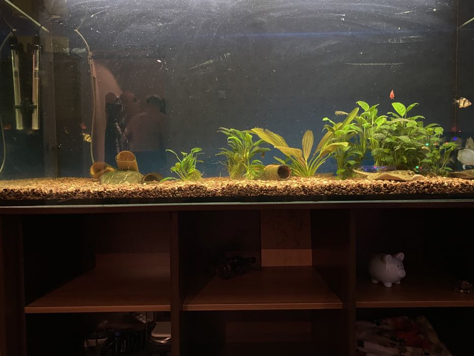 Аквариум с тумбой в комплекте (550литров)