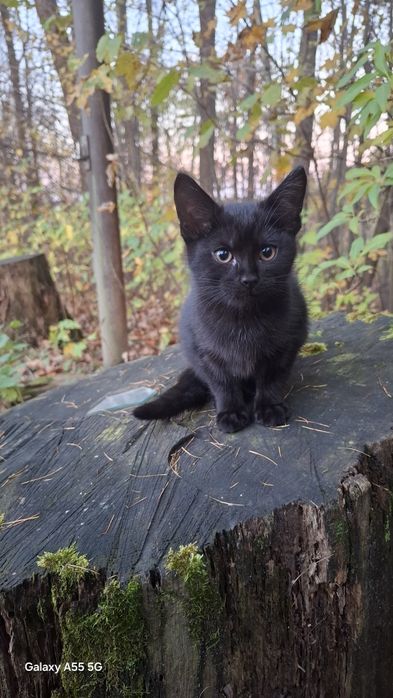 Koteczka 9 tygodni do adopcji