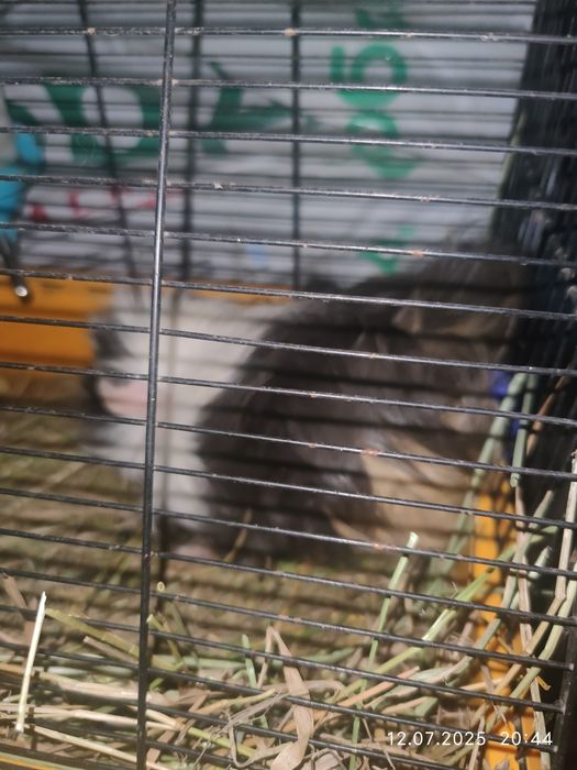 Срочно продам морских свинок розеточных