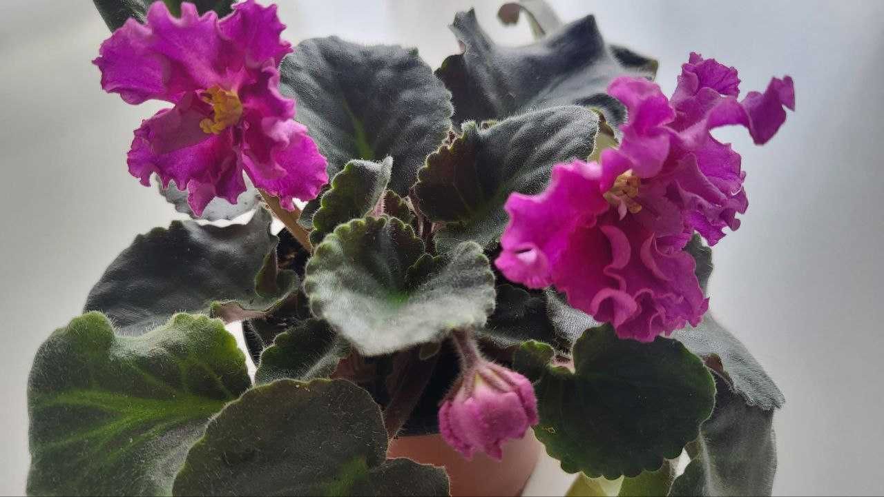 Продам фіалку кімнатну