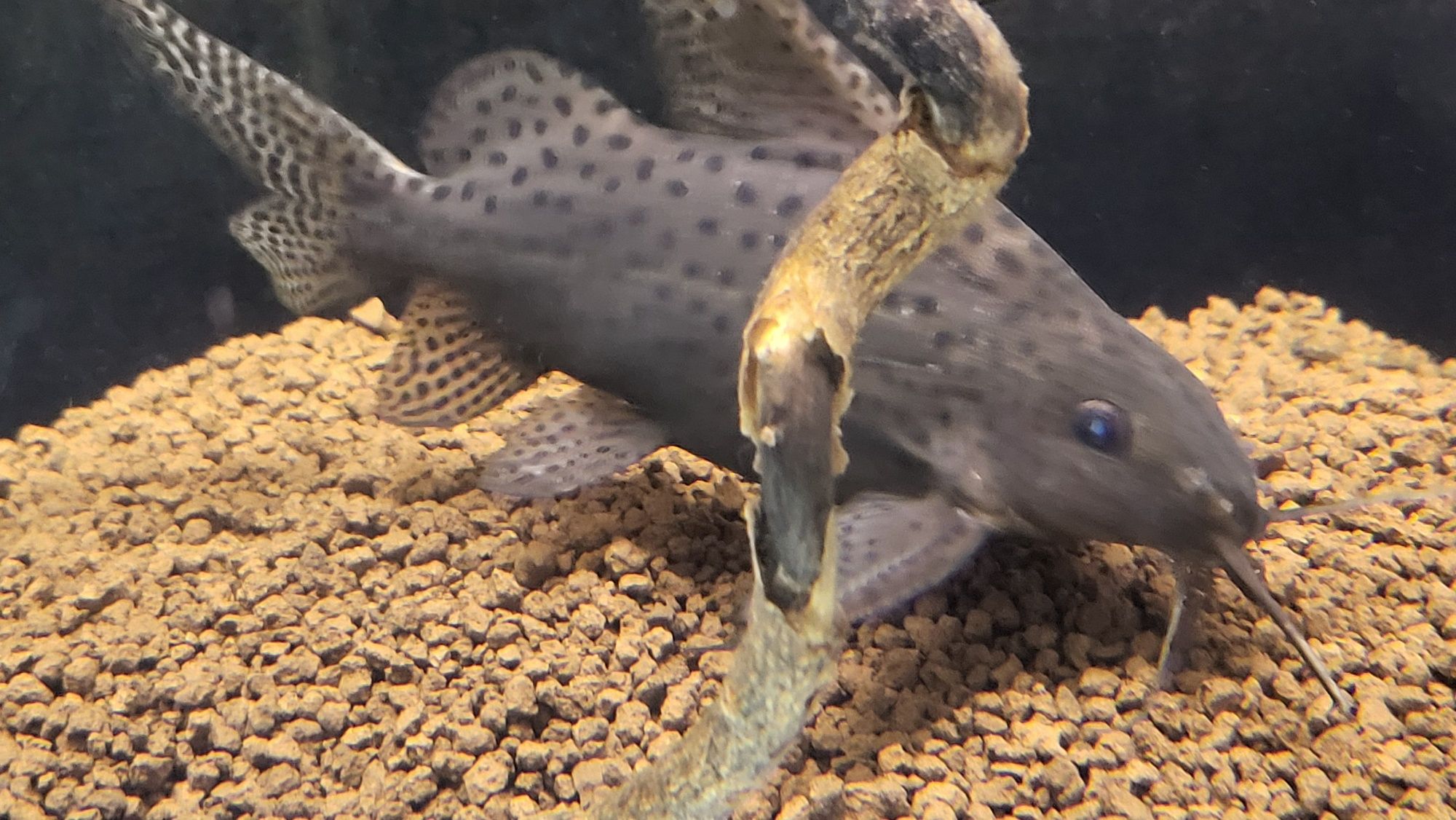 Peixe Synodontis Eupterus