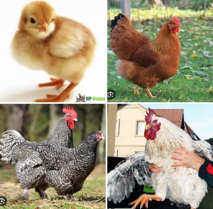Продаю курчата,качки,гуси,індики